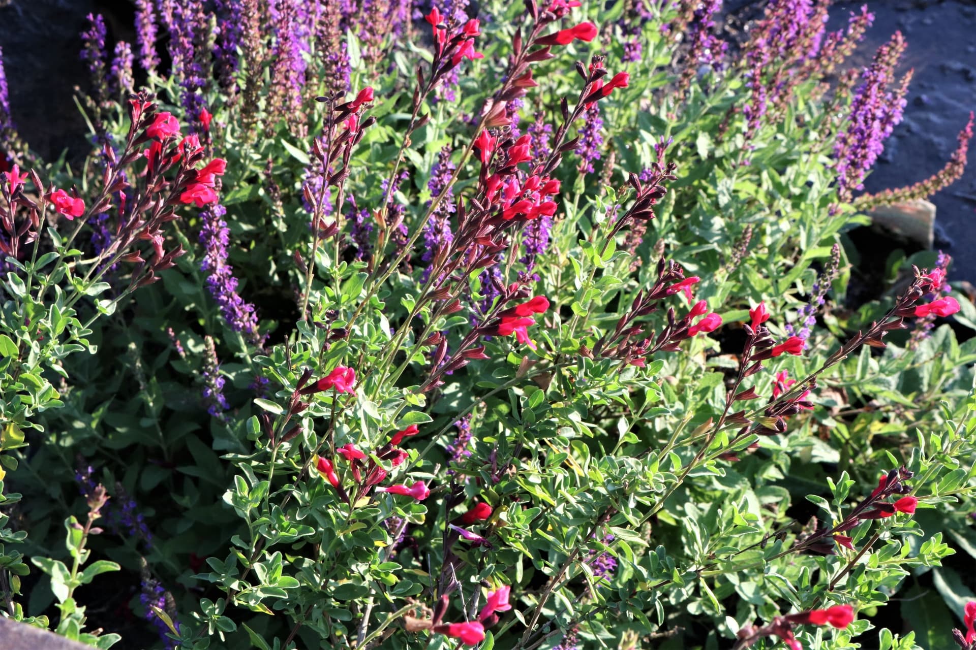 The Ultimate DFW Fall Landscaping Guide: What to Plant for a Low-Water, Beautiful Yard