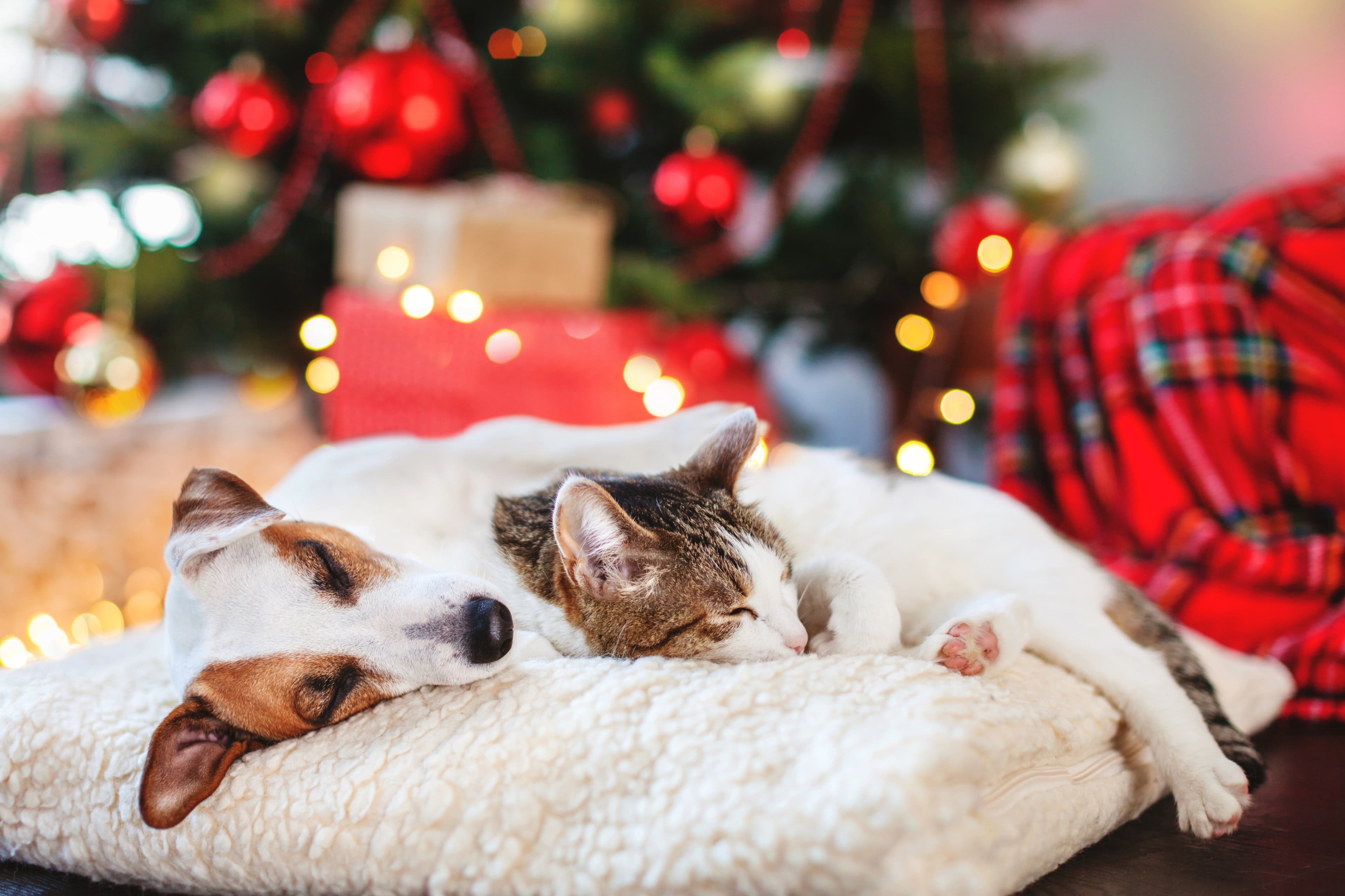 The Ultimate Pet Lover’s Gift Guide: Red Light Therapy, BarkBox & Chewy Favorites